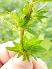 Acalypha rhomboidea