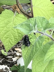 Copestylum violaceum