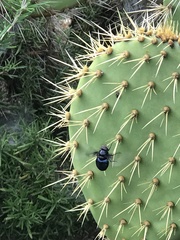 Copestylum violaceum