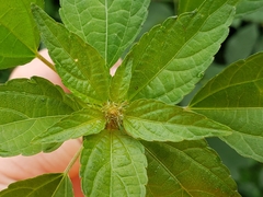 Acalypha rhomboidea