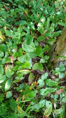 Cypripedium calceolus