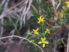 Gutierrezia sarothrae