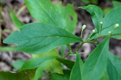 Doellingeria infirma