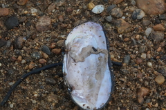 Unionidae