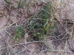 Gutierrezia sarothrae