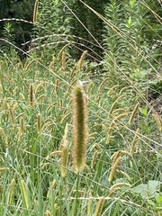 Setaria pumila