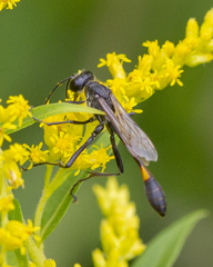 Ammophila urnaria