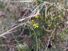 Gutierrezia sarothrae