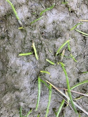 Lilaeopsis occidentalis