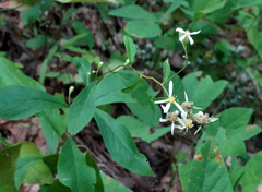 Doellingeria infirma