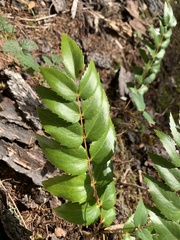 Berberis nervosa