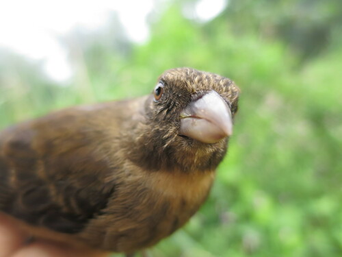 Principe Seedeater (Crithagra rufobrunnea), photo 7