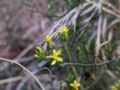 Gutierrezia sarothrae