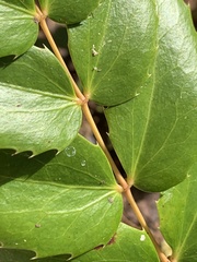Berberis nervosa