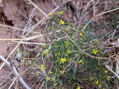 Gutierrezia sarothrae