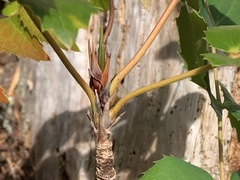Berberis nervosa