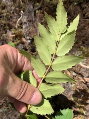 Berberis nervosa