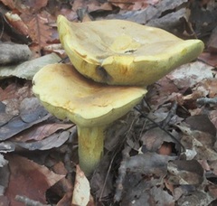 Retiboletus ornatipes