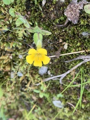 Erythranthe moschata