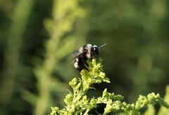 Bombus auricomus