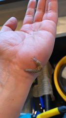 Deroceras reticulatum