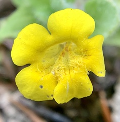 Erythranthe moschata