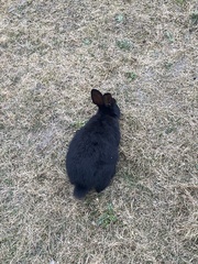 Oryctolagus cuniculus domesticus