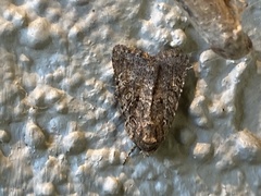 Protorthodes alfkenii