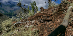 Sclerophrys gutturalis