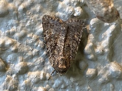 Protorthodes alfkenii