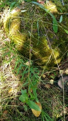 Epipactis atrorubens