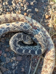Pituophis catenifer sayi