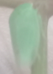 Gyponini