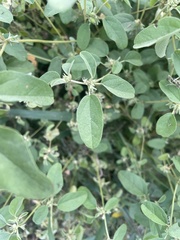 Croton