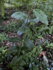 Elaeagnus