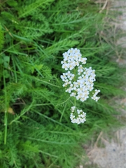Achillea millefolium borealis