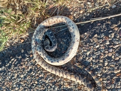 Pituophis catenifer sayi