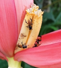 Trigona fulviventris