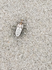 Habroscelimorpha dorsalis