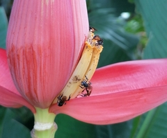 Trigona fulviventris