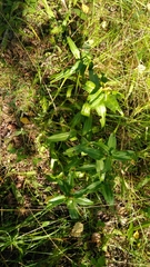 Gentiana cruciata