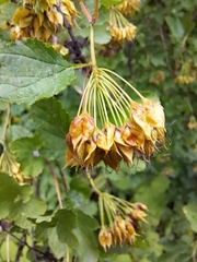 Physocarpus opulifolius