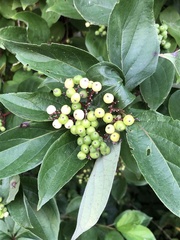 Cornus drummondii