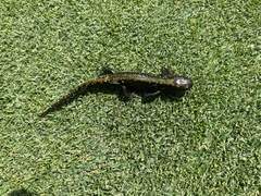 Ambystoma macrodactylum