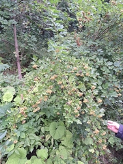 Physocarpus opulifolius