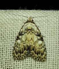 Meganola strigula