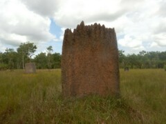 Amitermes meridionalis