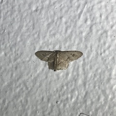 Idaea gospera