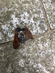 Graptopsaltria nigrofuscata