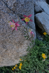 Aquilegia pubescens